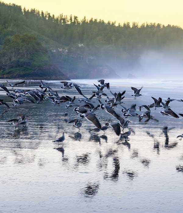 Birding Watching Garibaldi