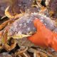 crabbing garibaldi
