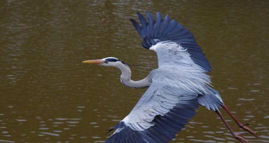 heron rookery